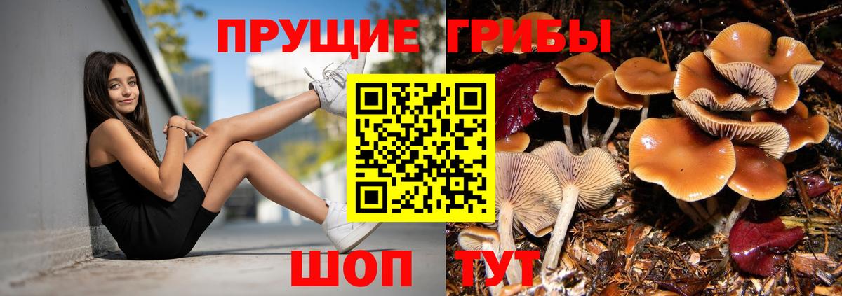 Псилоцибиновые грибы мицелий Лесозаводск